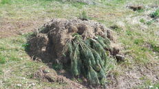 Nest boxes at SRUC, Elmwood Golf Course image #1