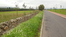 Wildflower meadows at SRUC, Elmwood Golf Course image #1