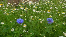 Wildflower meadows at SRUC, Elmwood Golf Course image #2