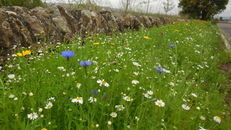 Wildflower meadows at SRUC, Elmwood Golf Course image #3