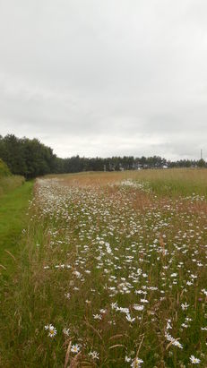 Biodiversity at SRUC, Elmwood Golf Course image #1