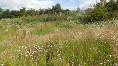 Biodiversity at SRUC, Elmwood Golf Course image #2