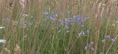 Wildflower Meadows image #1