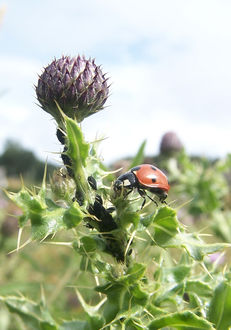 Why conserve biodiversity? image #1