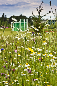 Edge Hill University - Wildflower Meadows image #1