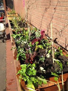 Manchester Metropolitan University - Lunchtime gardening sessions image #2