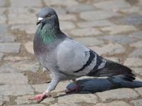 Pigeon Patrol - Feb 2016 Member Responses image #1