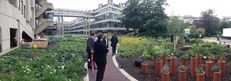 Sustainable Gardening at the University of Leeds image #2