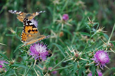 Biodiversity on Campus: An EAUC Practical Guide image #4