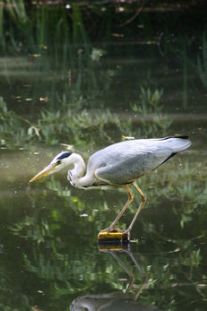 Planting the Pond image #1